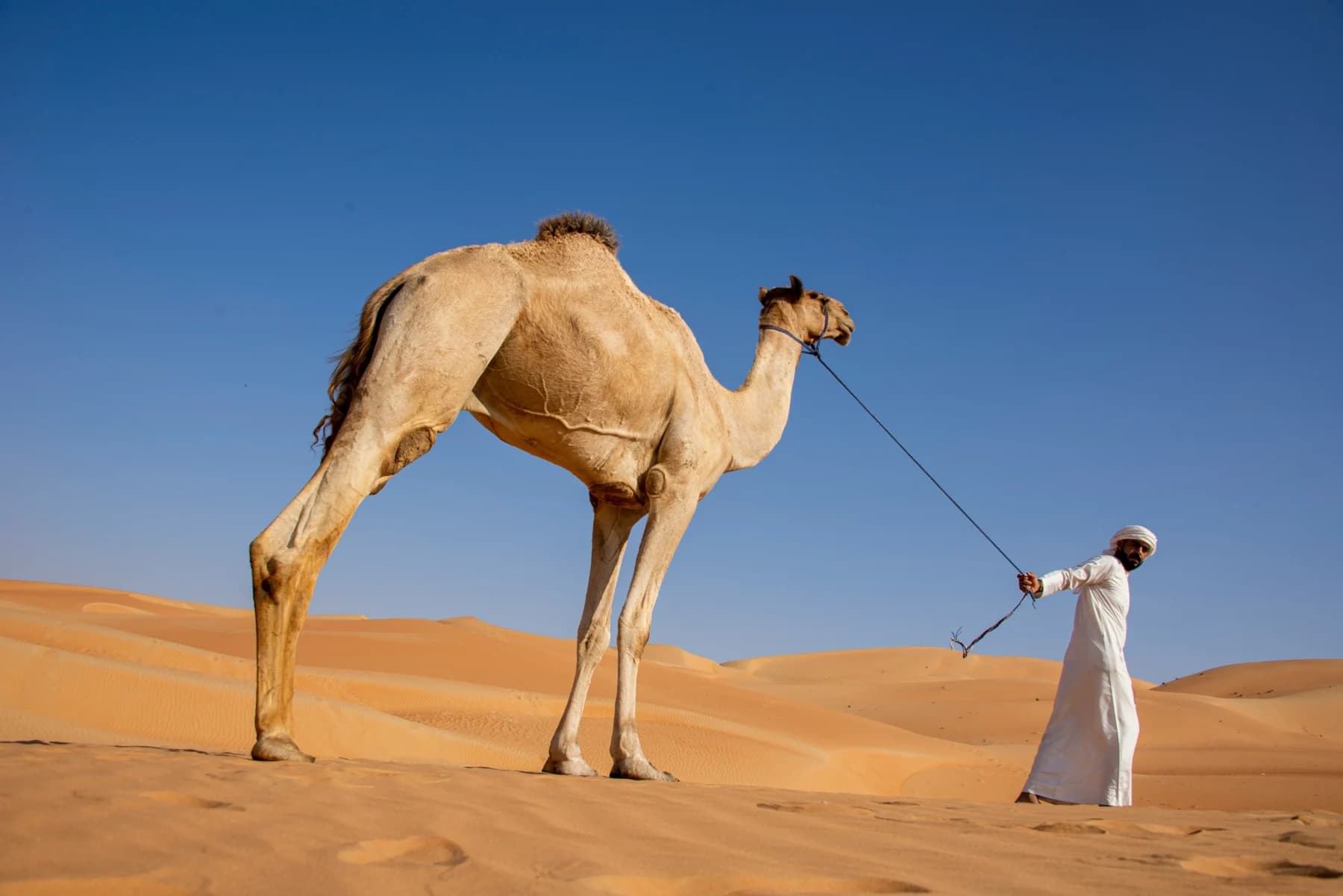 Camel and guide in the desert