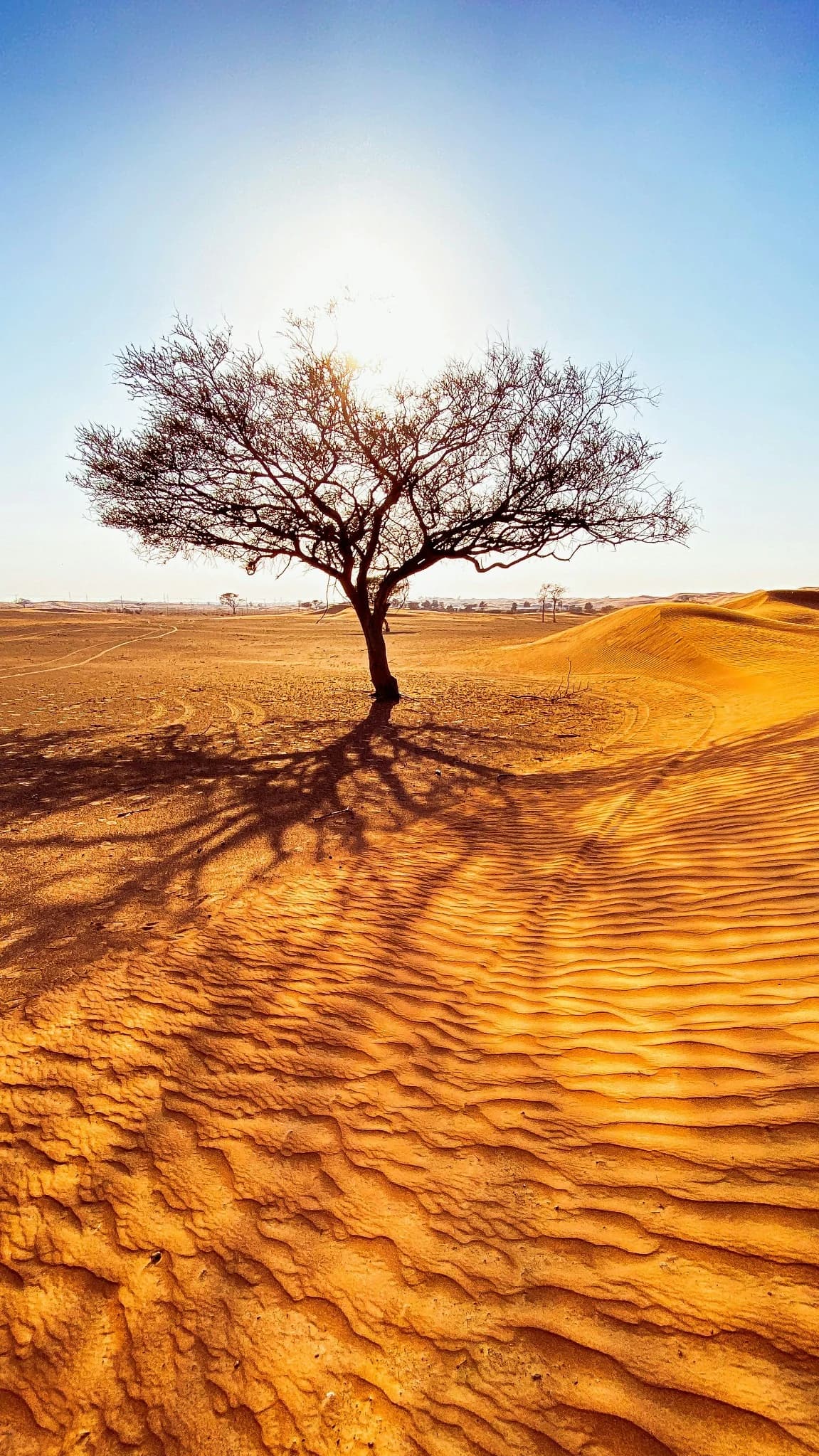 Lone tree casting a shadow across desert sand